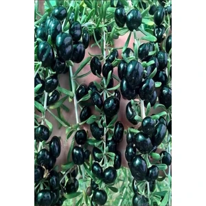 Rüzgar Botanik Siyah Gojiberry Fidanı 40 cm 60 cm