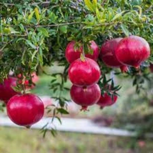 Rüzgar Botanik Ekşi Nar Fidanı 80 cm 100 cm