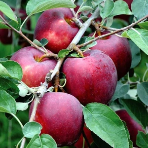 Rüzgar Botanik Williams Pride Elma 5 Yaş 150-200CM