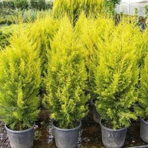 Rüzgar Botanik Limon Çamı Fidanı 5CM-10CM
