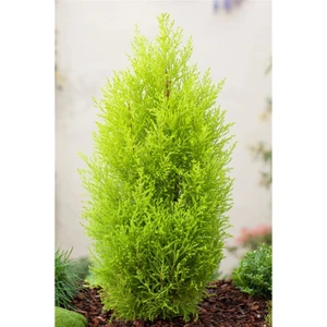 Rüzgar Botanik Limon Çamı Fidanı Mantar 60CM-80CM