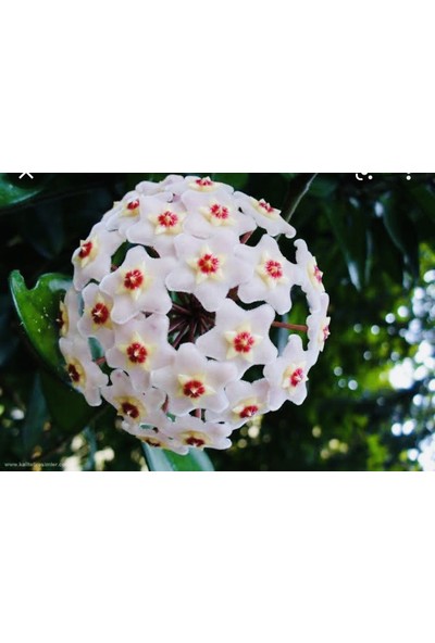 Akdeniz Tarım Hoya Carnosa 2 Metre Beyaz Inci Kokulu Mum Çiçeği Bitkisi