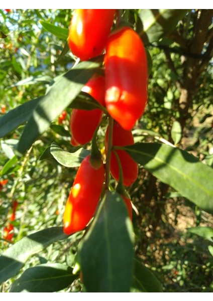 12 Adet Jumbo Iri Taneli Gojiberry Fidanı Tüplü 12 Ay Dikim.....