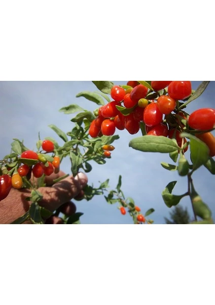 12 Adet Jumbo Iri Taneli ( Damaye ) Gojiberry Fidanı Tüplü 12 Ay Dikim.....