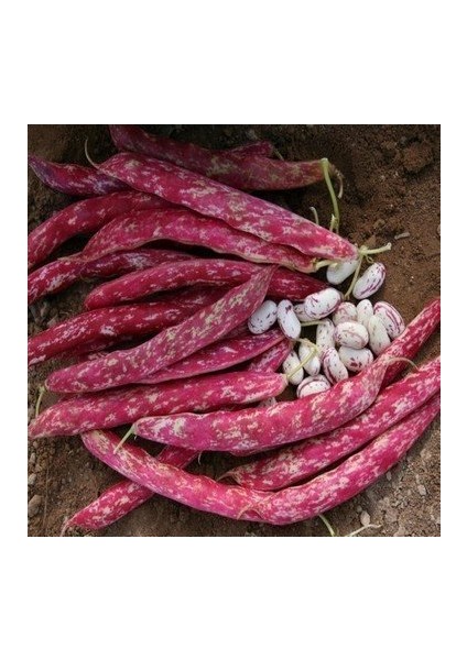 Yediveren Sırık Barbunya Tohumu 1 kg