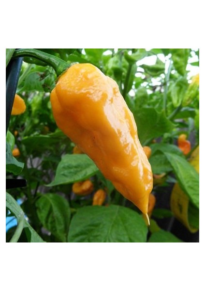 Sarı Hayalet Biber (Ghost Pepper) Tohumu (5 Tohum)