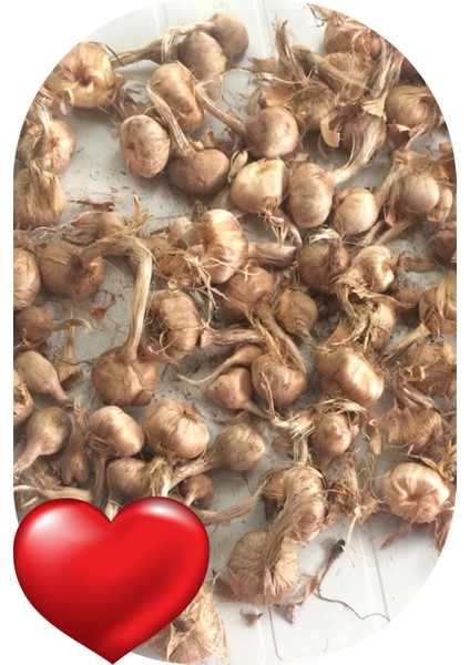 9 Adet Safran Soğanı