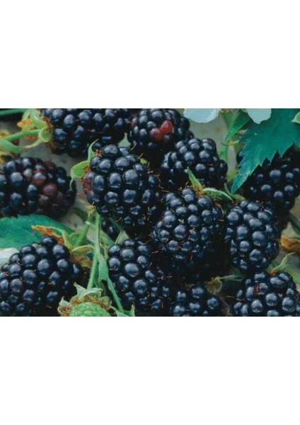 Triple Crawn Dikensiz Böğürtlen Fidanı 150 cm 200 cm