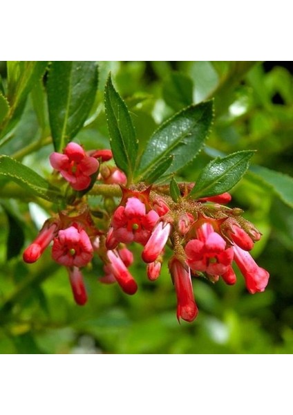 Eskolonya Çiçeği Fidanı Büyük Saksı 100CM-120CM