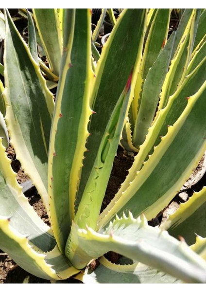 Yeşil Agav Fidanı 40CM-60CM