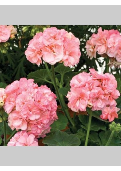 Pembe Beyaz Sakız Sardunya Çiçeği Fidanı 10CM-30CM