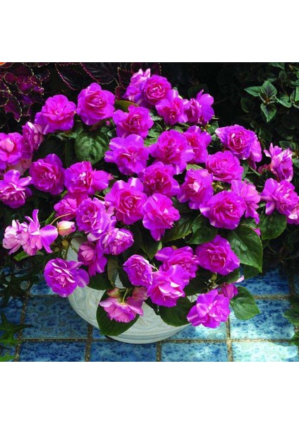 Mor Sardunya Çiçeği Fidanı 10CM-30CM