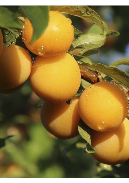 Kağızman Kayısı Fidanı 5 Yaş 150 cm 200 cm