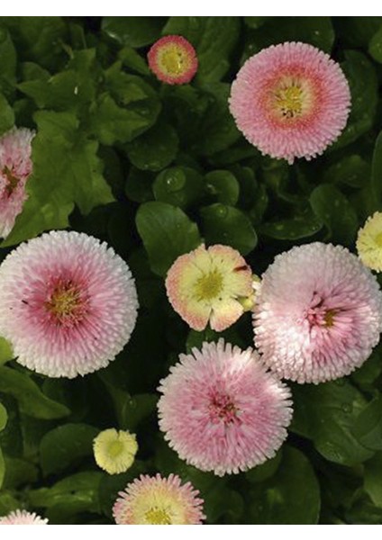 Şeker Tabağı Pembe Fide 10 Adet