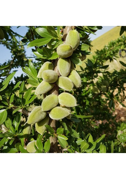 Ferragnes Badem Fidanı 5 Yaş 150 cm 200 cm