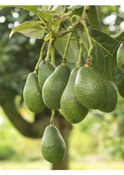 Aşısız Avokado Fidanı 60 cm 80 cm
