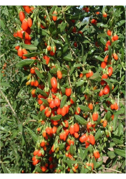 Turuncu Kurt Üzümü Gojiberry 40-60CM
