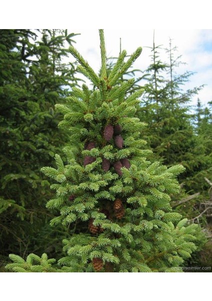 Rüzgar Botanik Yeşil Ladin Yılbaşı Çamı Fidanı 200CM-250CM