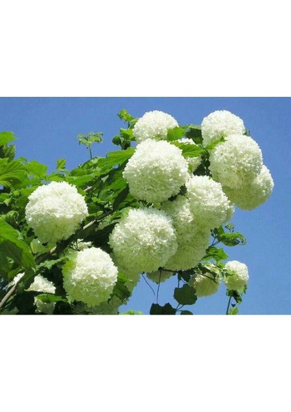 Çınar Kartopu Çiçeği Fidanı 150CM-200CM