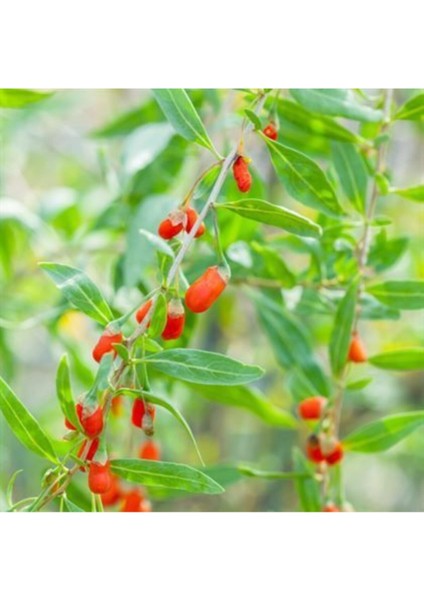 Barbarum Xl Gojiberry Fidanı 40-60CM