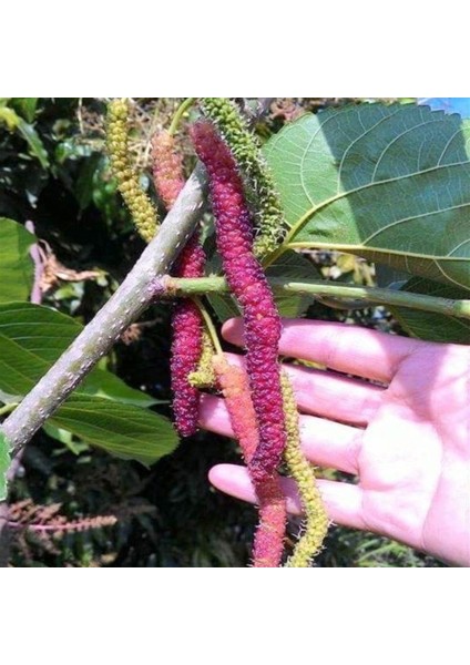 Pakistan Şah Dut Fidanı 5 Yaş 150-200 cm