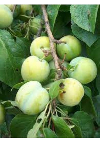 Kebap Erik 5 Yaş 150-200 cm