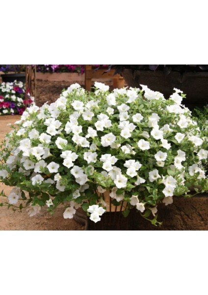 Beyaz Petunya Çiçeği Askılı Saksı