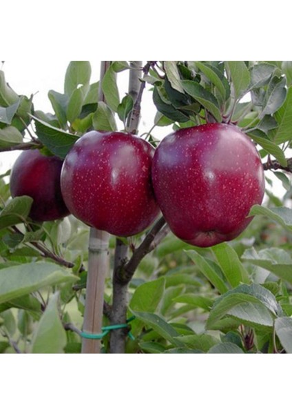 Shiniga Elma 3 Yaş 100 cm 120 cm