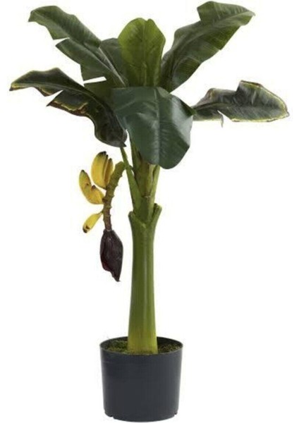 Bodur Muz Fidanı 100 cm 120 cm