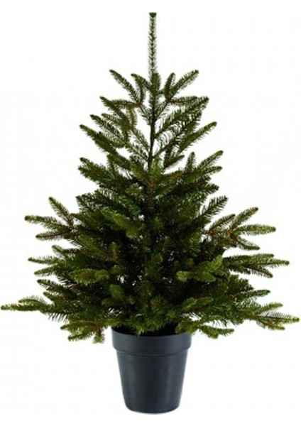 Göknar Yılbaşı Çamı Fidanı 200CM-250CM