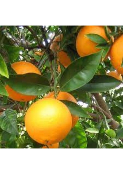 Novel Portakal Fidanı 150 cm 200 cm