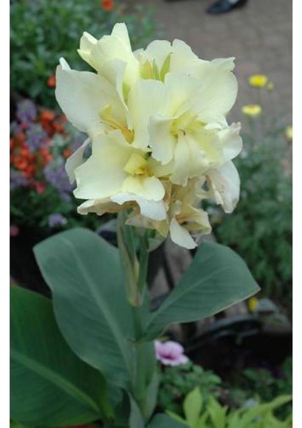 Beyaz Kana Çiçeği Fidanı 150CM-200CM