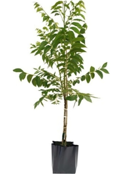 Kaman 1 Ceviz Fidanı 100 cm - 120 cm 3 Yaşında Saksılı
