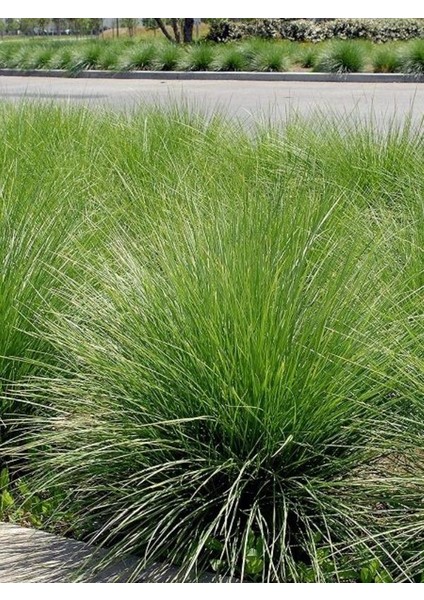 Yeşil Yumak Otu 40CM-60CM