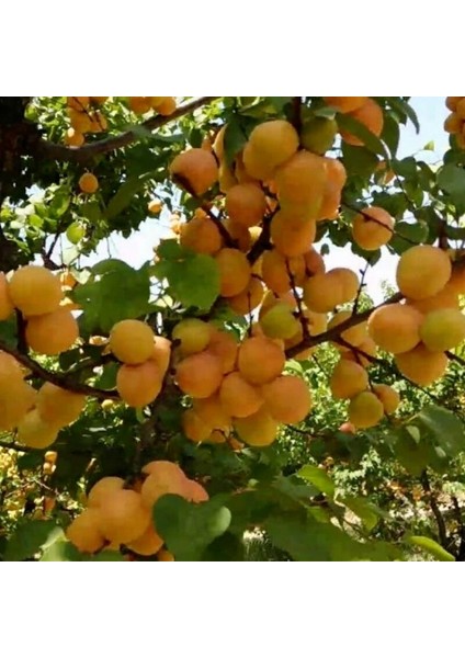 Thryinthe Kayısı Fidanı 3 Yaşında 100 cm 120 cm