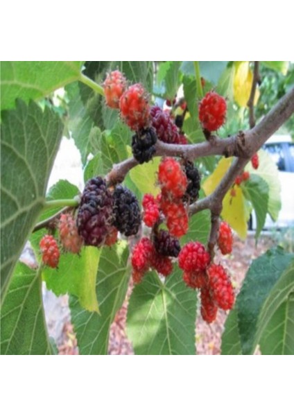 Urmu Dut Fidanı 5 Yaş 150-200CM