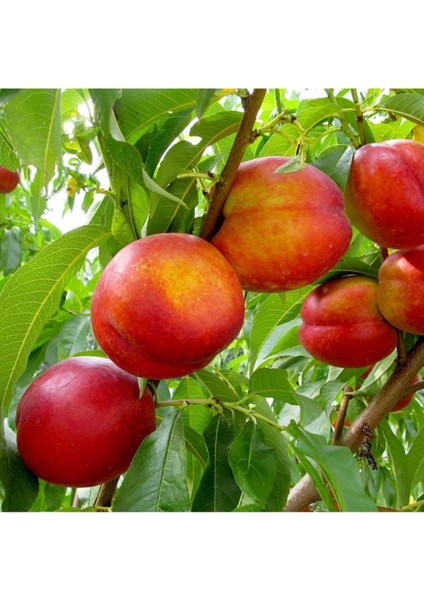 Sweet Lady Nektarin 150 cm 200 cm