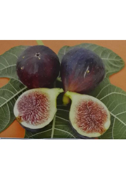 Siyah Çıtır Incir 2 Yaş 40-60CM