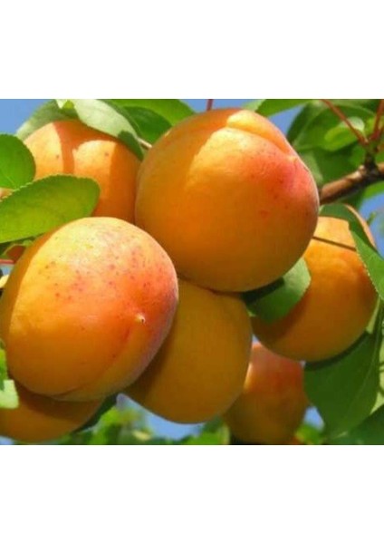 Şekerpare Kayısı Fidanı 3 Yaşında 100 cm 120 cm