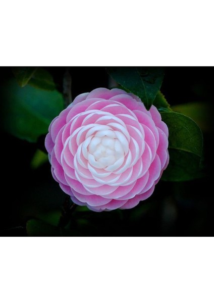 Lila Japon Gülü 100CM-120CM