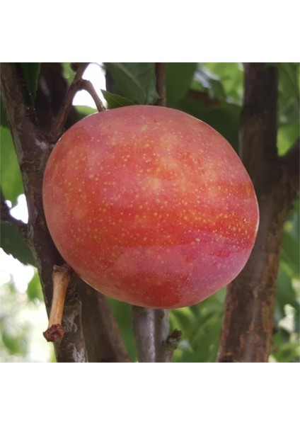 Sun Gold Erik Fidanı 5 Yaş 150 cm 200 cm