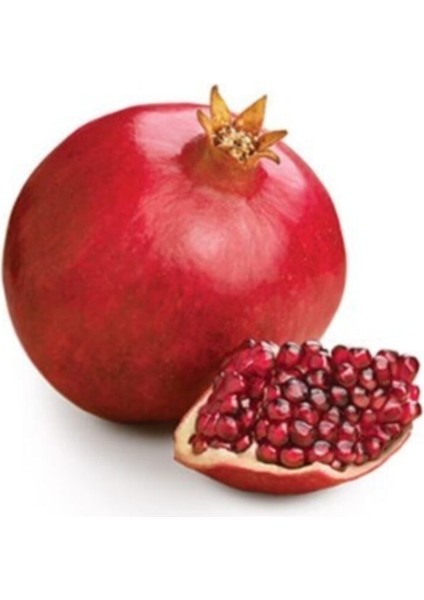 Wonderfull Nar Fidanı 150 cm 200 cm