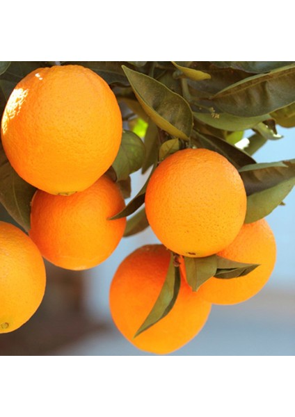Şeker Portakal Fidanı 150 cm 200 cm