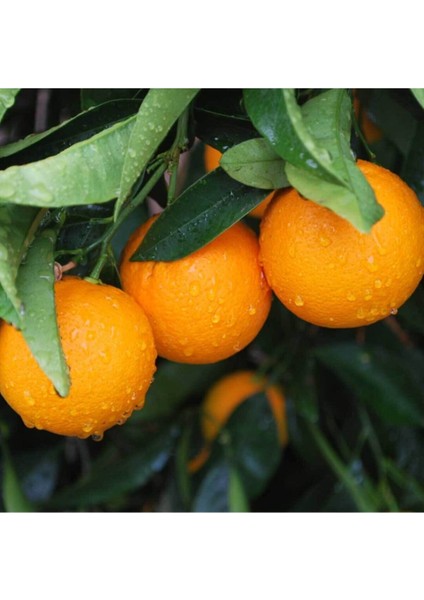 Washington Spring Portakal Fidanı 150 cm 200 cm