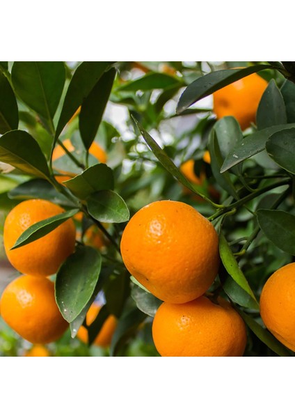 Primasol Mandalina 150 cm 200 cm