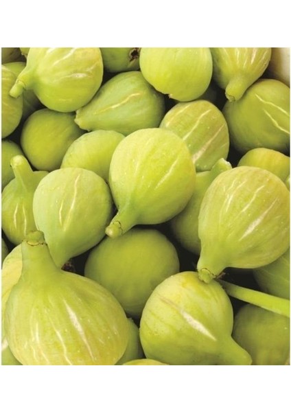 Tire Bardacık Incir Fidanı 4 Yaş 100-150CM