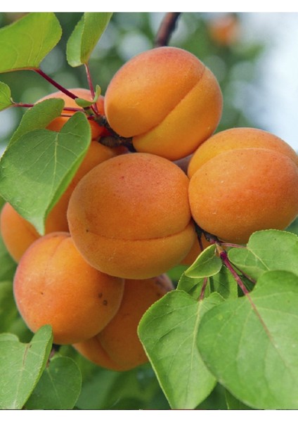 Aurora Kayısı Fidanı 150-200 cm 5 Yaş