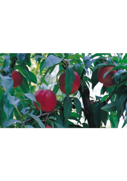 Adriana Nektarin 100 cm 120 cm