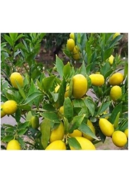 Japon Limon 150 cm 200 cm