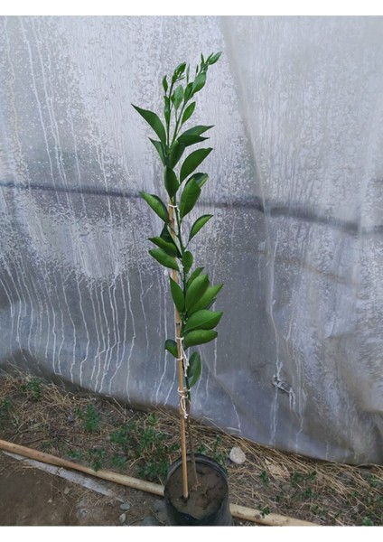 Ithal Arancio Portakal Fidanı 150 cm 200 cm